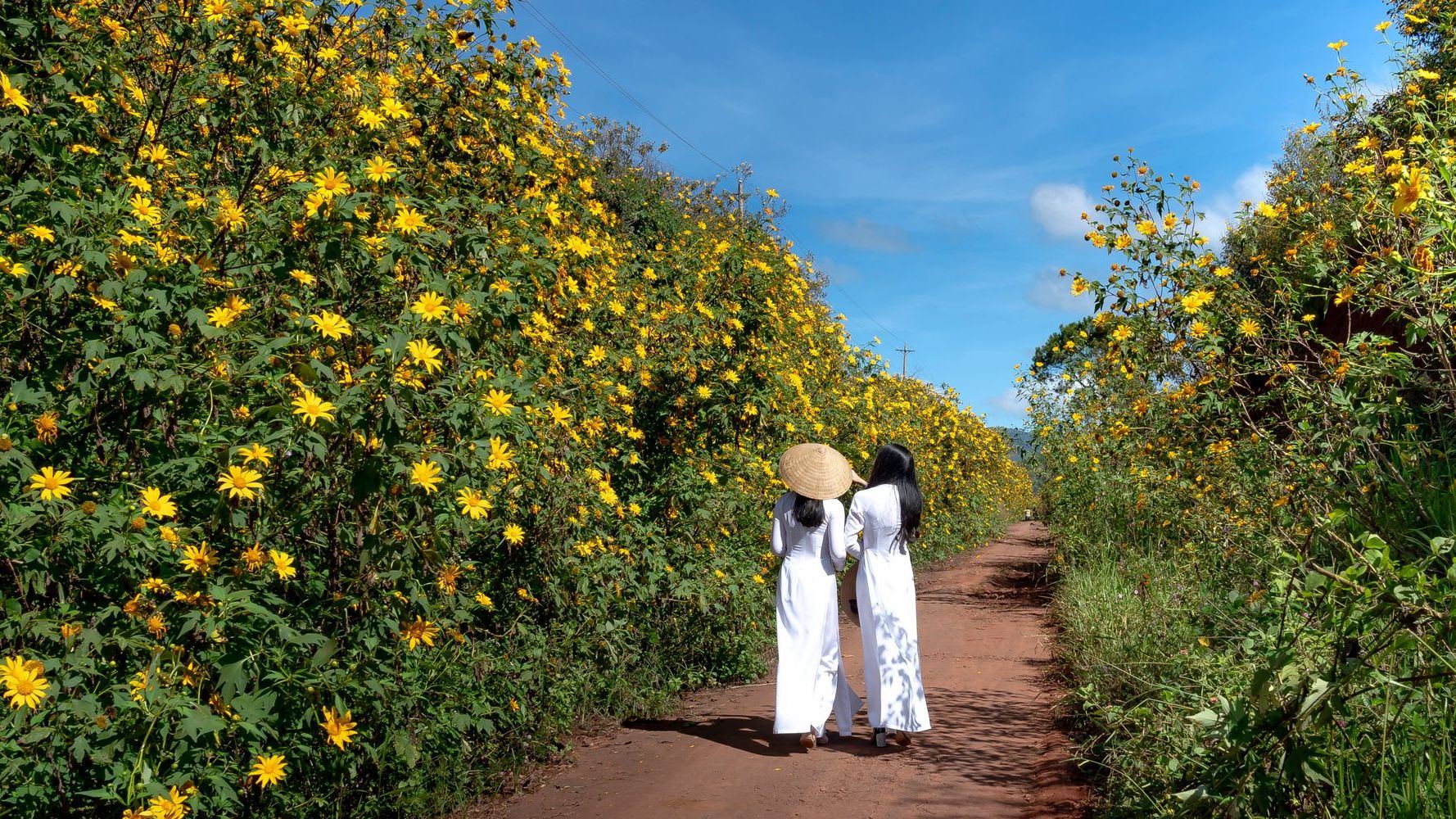 Two women walking away along a path lined with yellow flowers